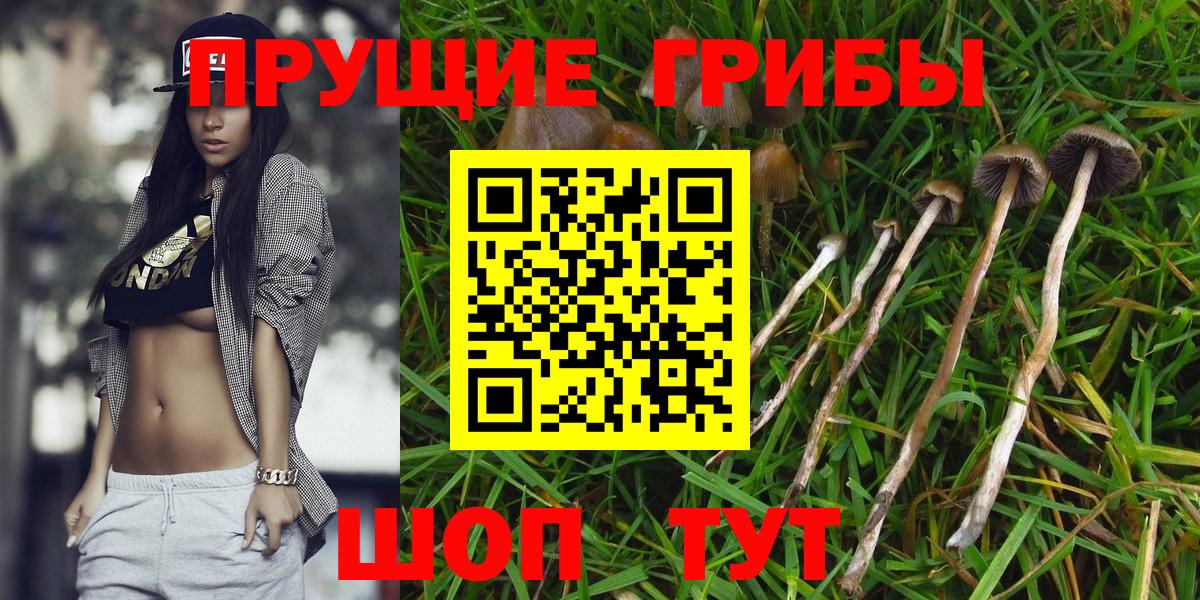 Галлюциногенные грибы Psilocybine cubensis  купить наркотики цена  Псилоцибиновые грибы прущие грибы  Курган 